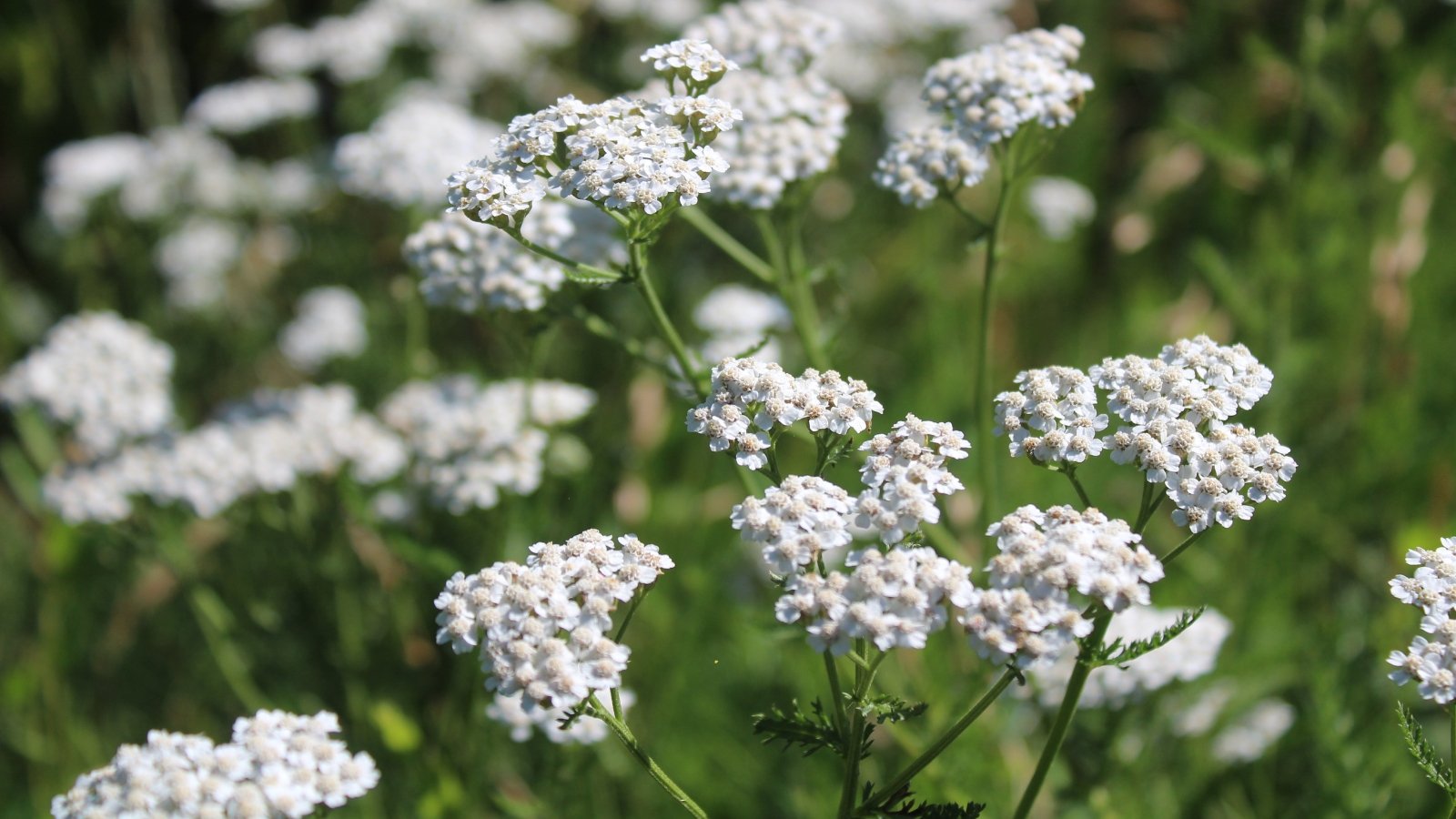 Flat-topped clusters of tiny white flowers bloom above fern-like, finely divided green leaves.