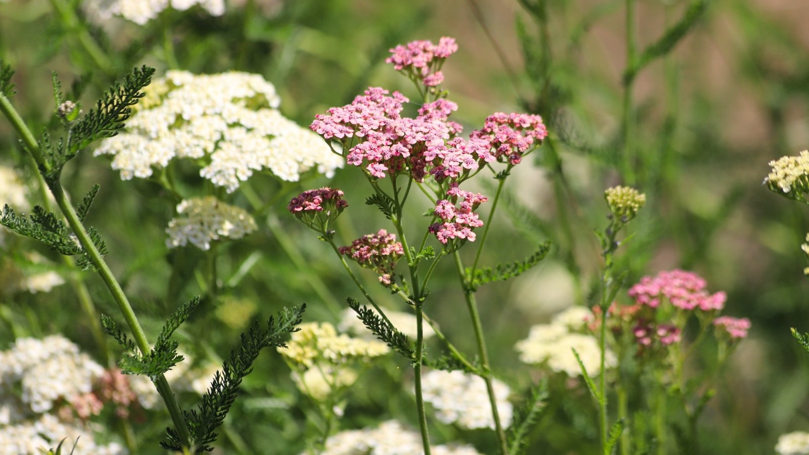 Upright stems topped with flat clusters of tiny white and pale pink flowers rise above finely divided, feathery green foliage.