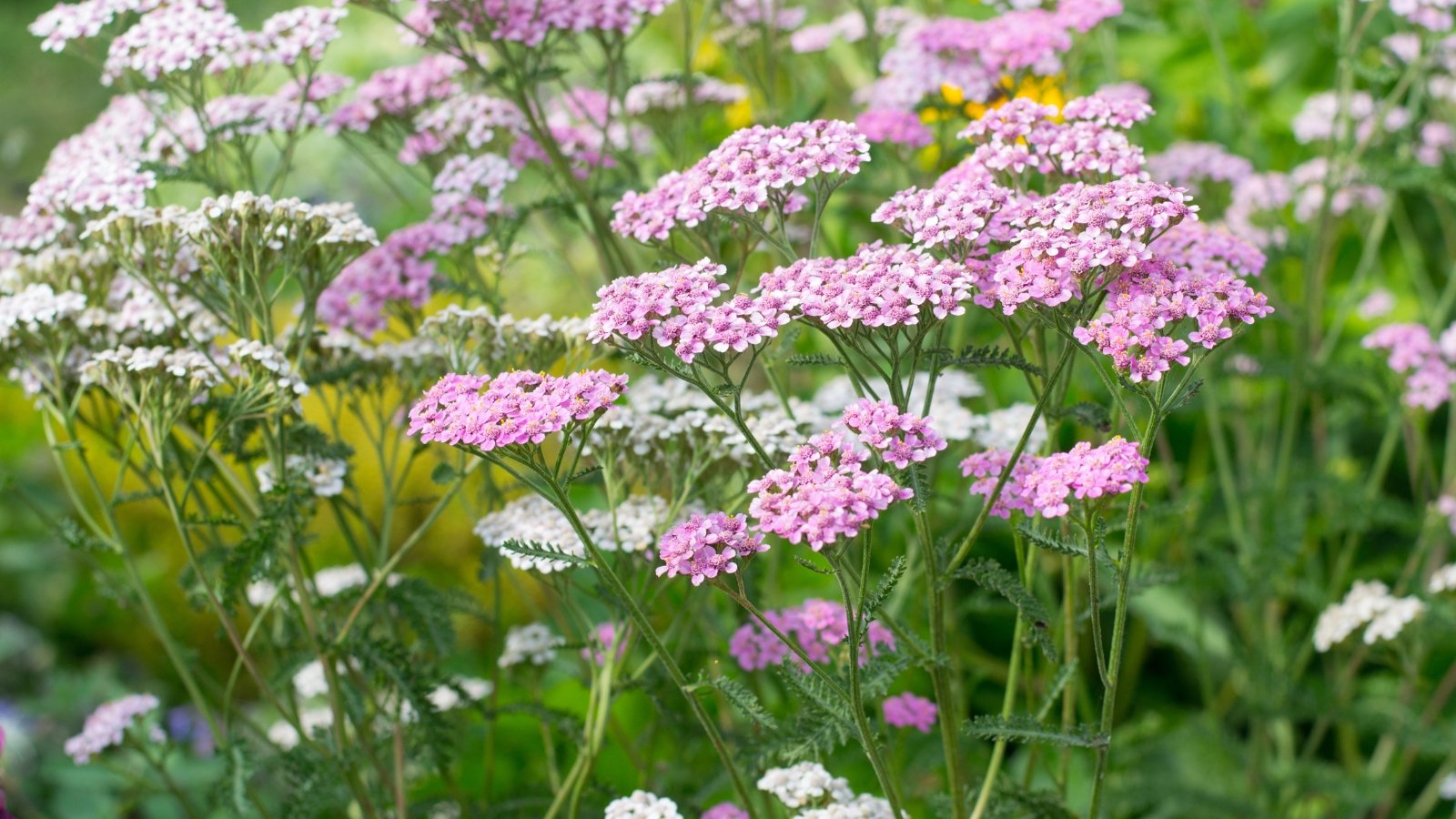 Flat-topped clusters of tiny white and soft pink flowers above feathery, fern-like leaves.