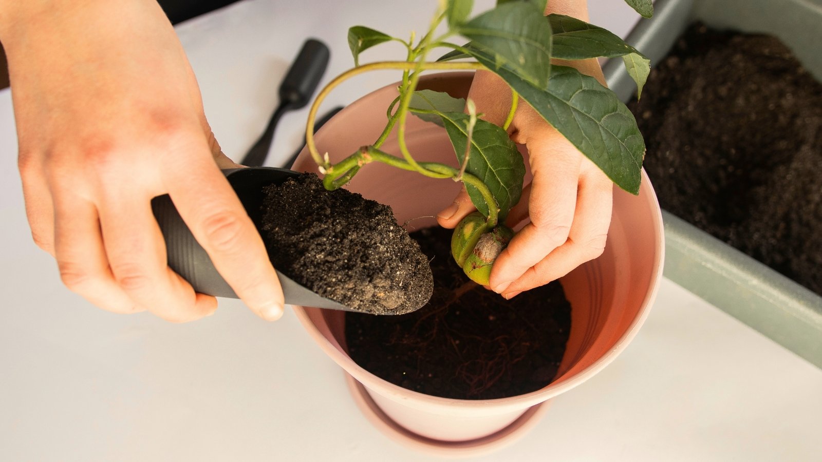 A woman's hands add fresh black soil to a pot while planting an avocado seedling with thin stems and oval, glossy green leaves.