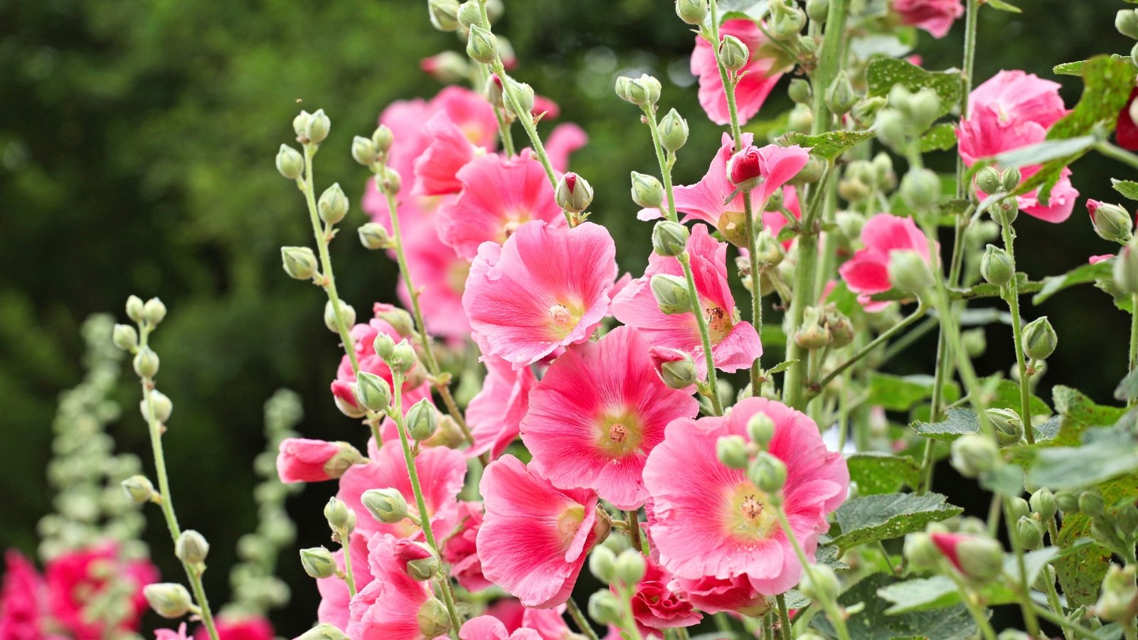 Stately stalks hold funnel-shaped blooms in shades of pink, with wide petals and soft hairs along the tall green stems.