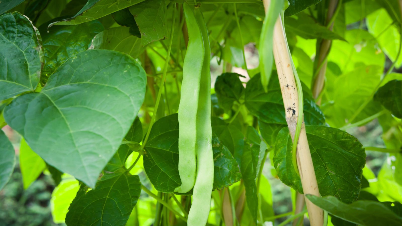 A close-up shot of flat and long dangling pods of the Algarve variety of climbing plants, developing alongside a trellis outdoors