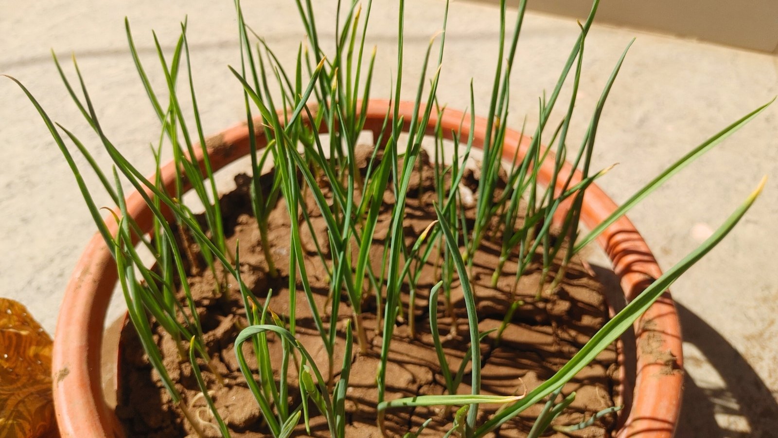 A round terracotta pot filled with numerous tall, thin green shoots emerging from dry soil.