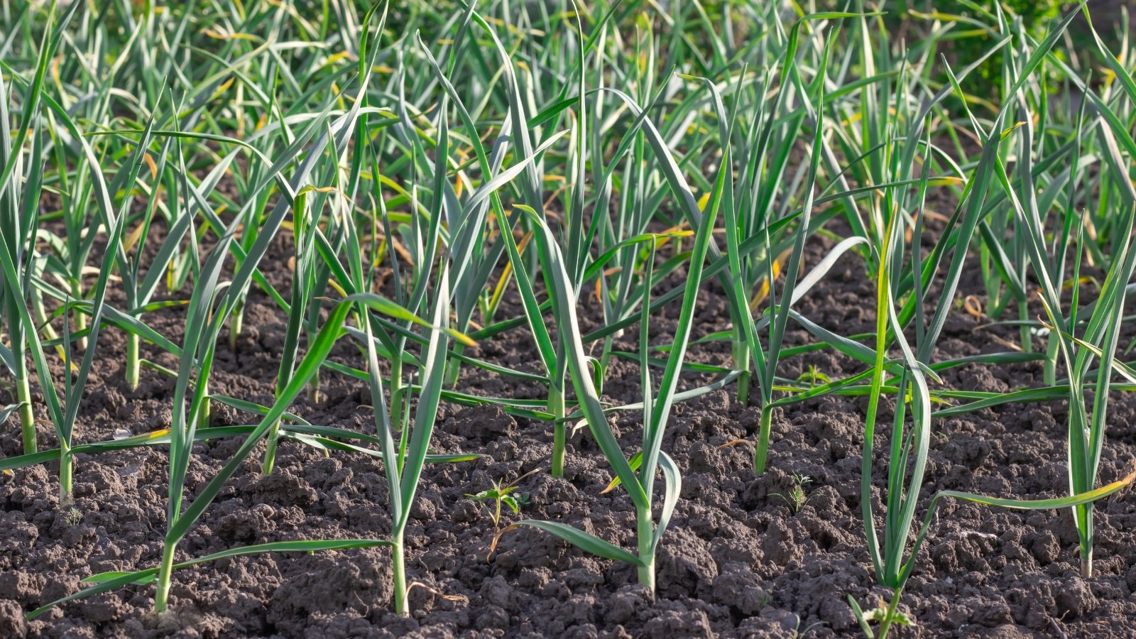 Long, narrow green leaves sprout from bulbs nestled at the soil surface.