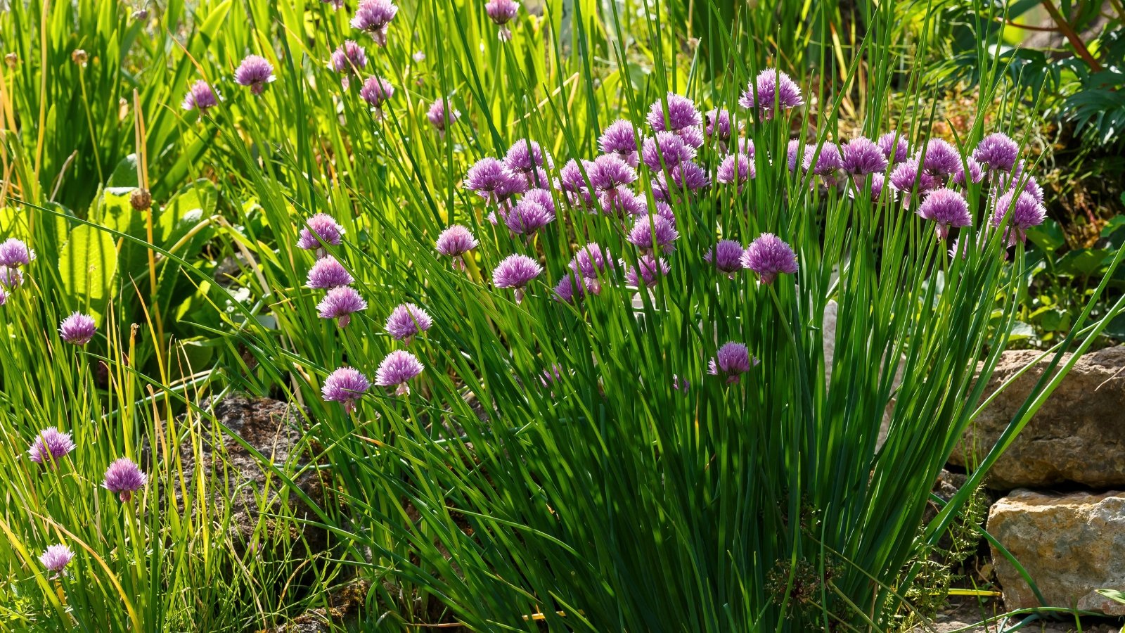 Slender green stalks rise in clumps, each topped with a globe-shaped cluster of soft purple flowers composed of tiny star-like florets.