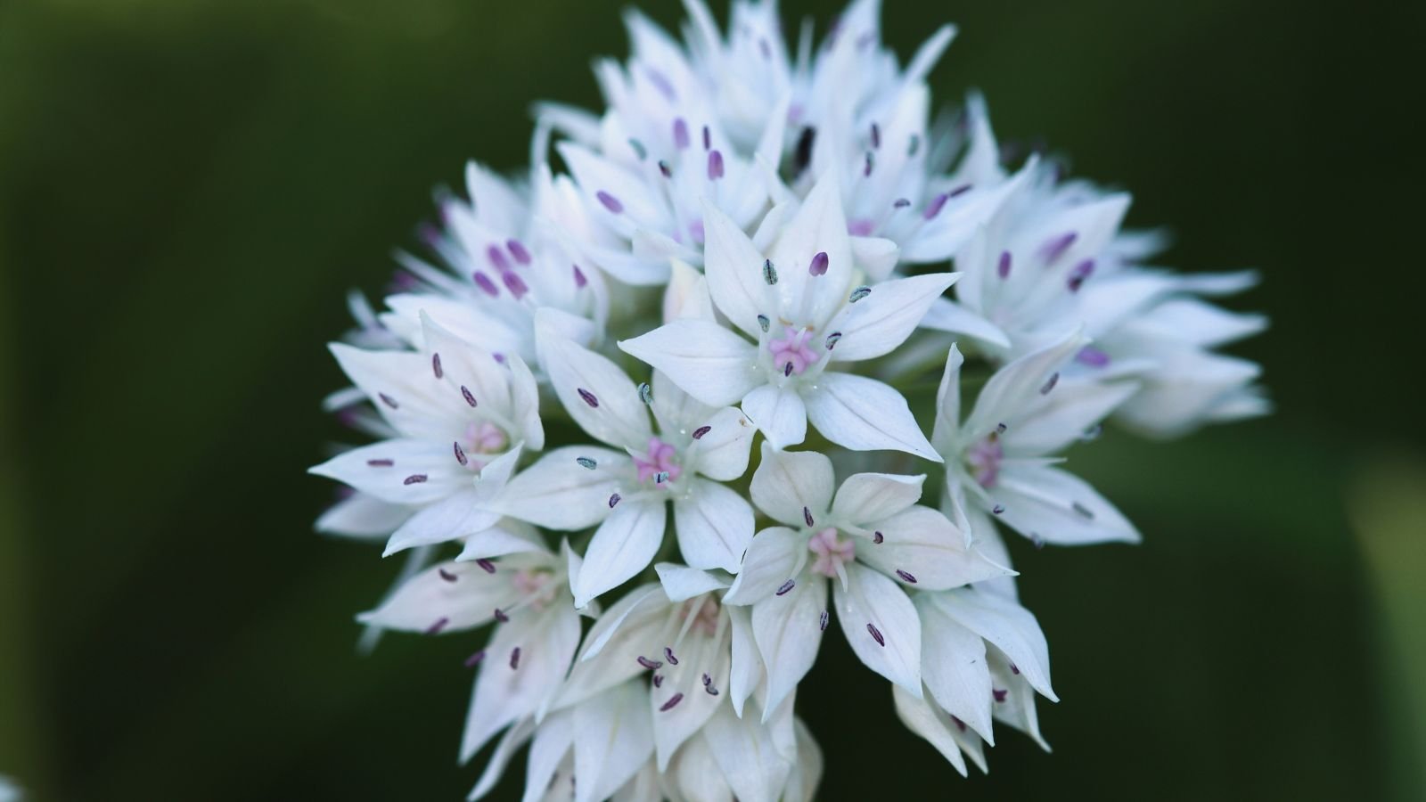A close-up and macro shot of a cluster of dainty white flowers with pink centers, forming a globular shape, situated in a well lit area outdoors