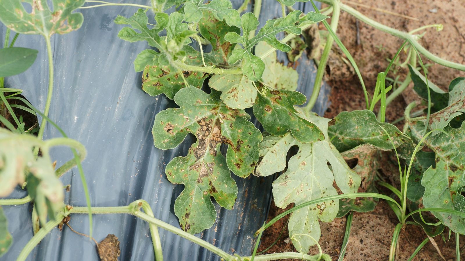 A close-up and overhead shot of a leaf of a fruit-bearing plant covered in Alternaria leaf spot fungal disease
