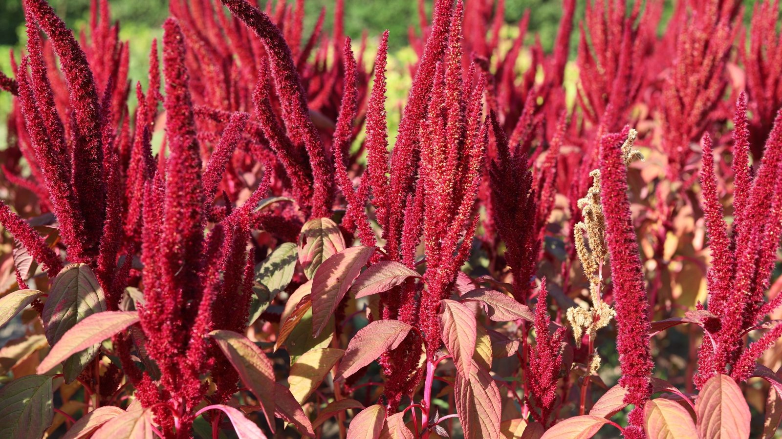 Tall, upright plant with dense, feathery, deep red flower spikes rising above broad, ovate burgundy leaves on sturdy stems.
