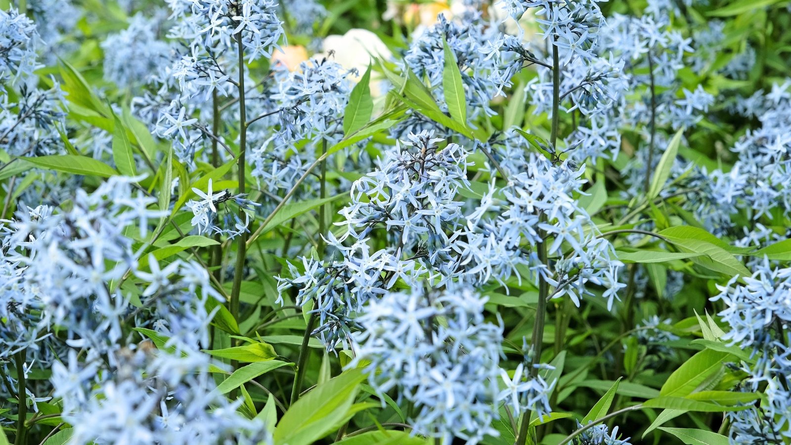 Clusters of soft blue, star-shaped flowers bloom atop tall stems with narrow, willow-like green leaves.