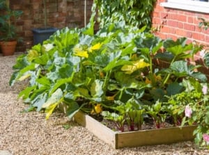 An area in a garden with summer solstice crops placed in garden beds under the sunlight