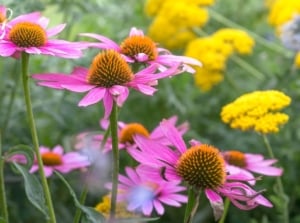 An area in the garden with easy late summer perennials, with surrounded deep-green foliage placed somewhere sunny