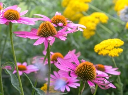 An area in the garden with easy late summer perennials, with surrounded deep-green foliage placed somewhere sunny