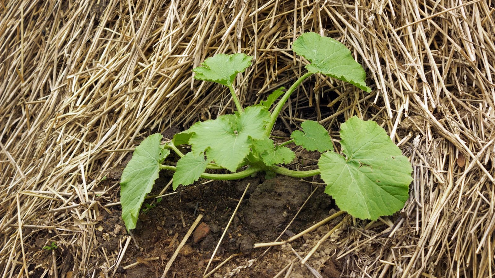 An overhead and close-up shot of a mulch base of a developing cucurbit seedling outdoors