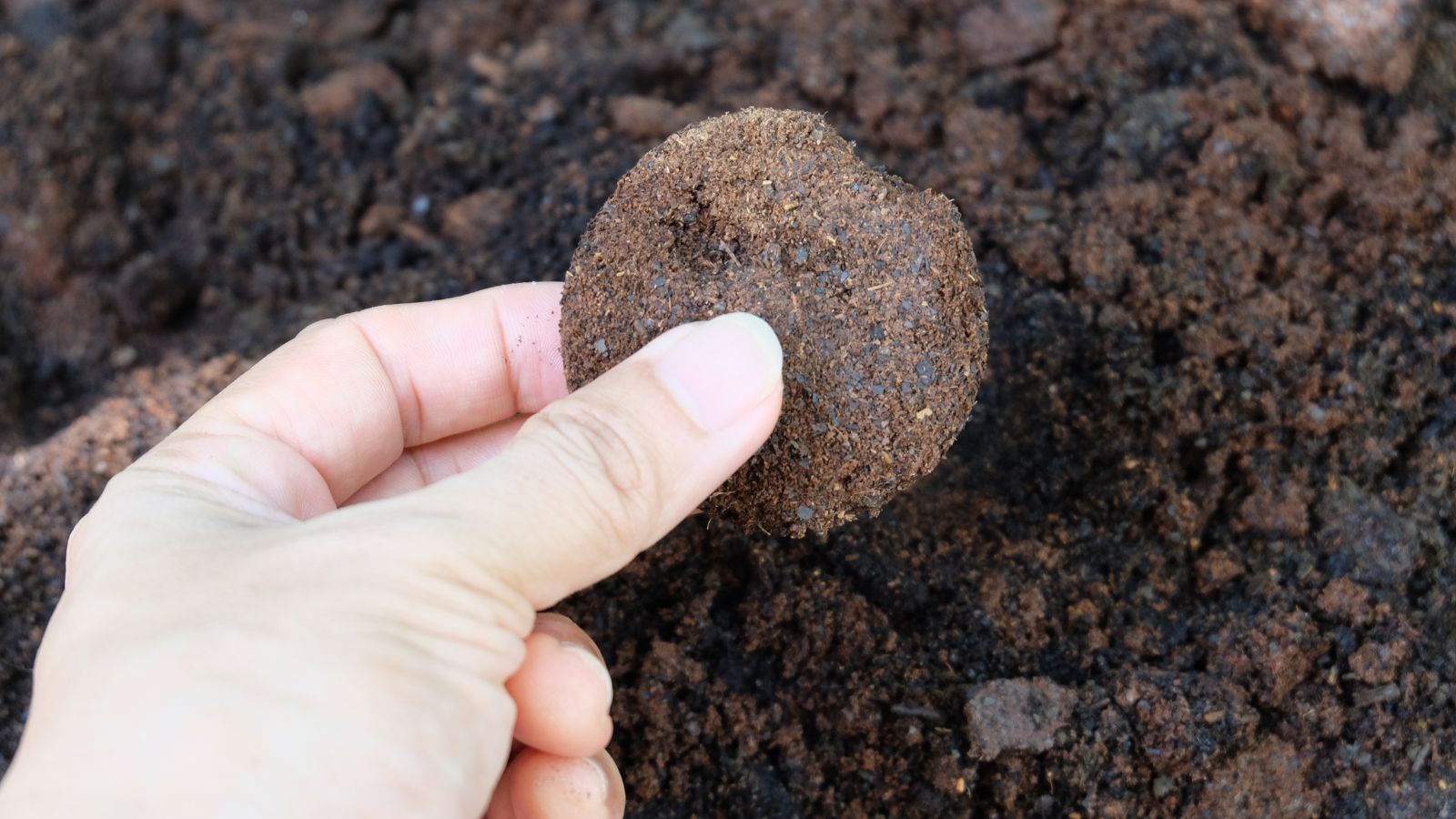 An overhead and close-up shot of a person holding a puck of sediments from brewing a drink being placed in rich soil outdoors