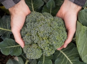 An overhead and close-up shot of a person in the process of collecting heads of a crop, showcasing when a broccoli is ready to harvest