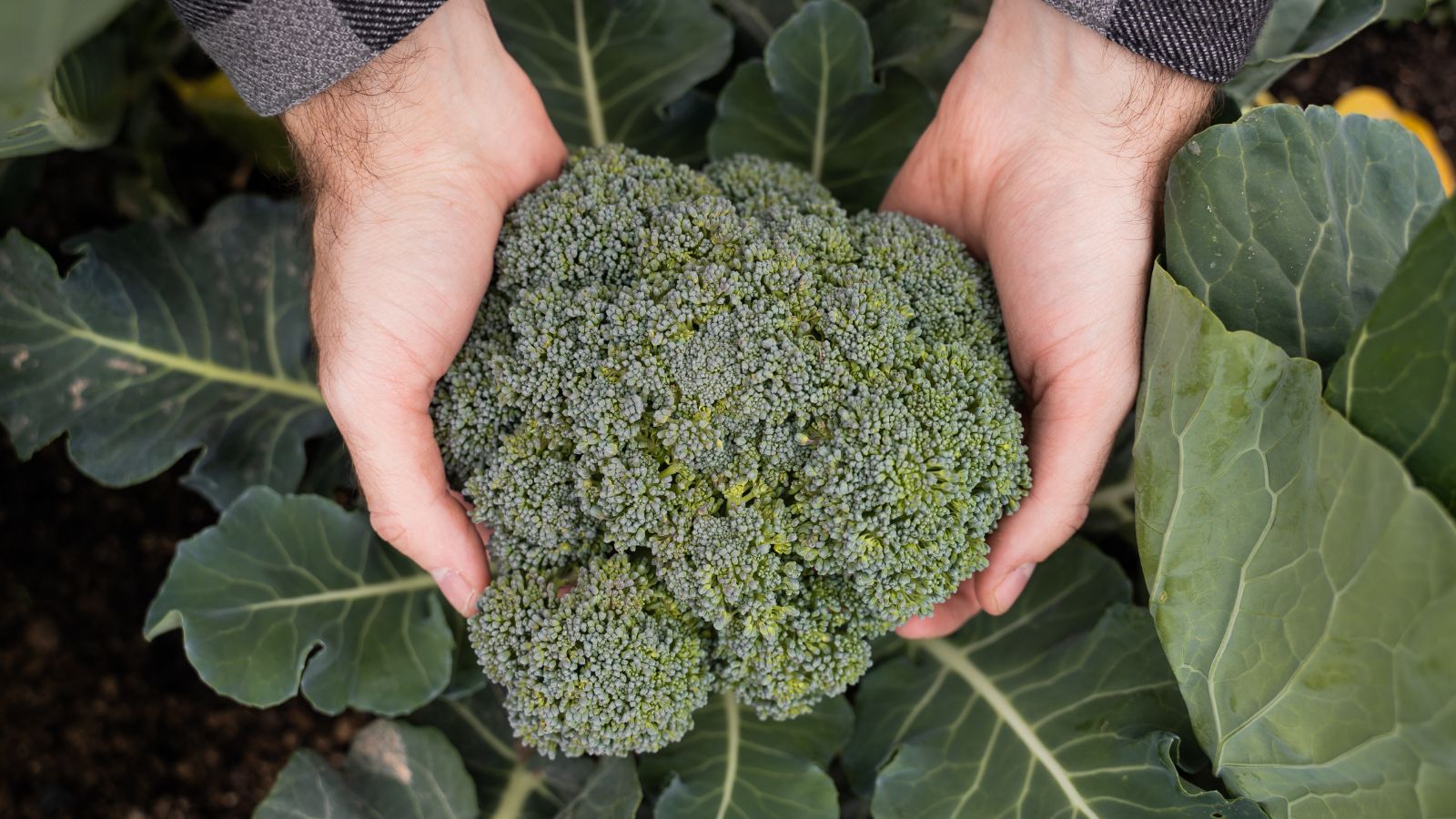 How to Know Your Broccoli is Ready to Harvest