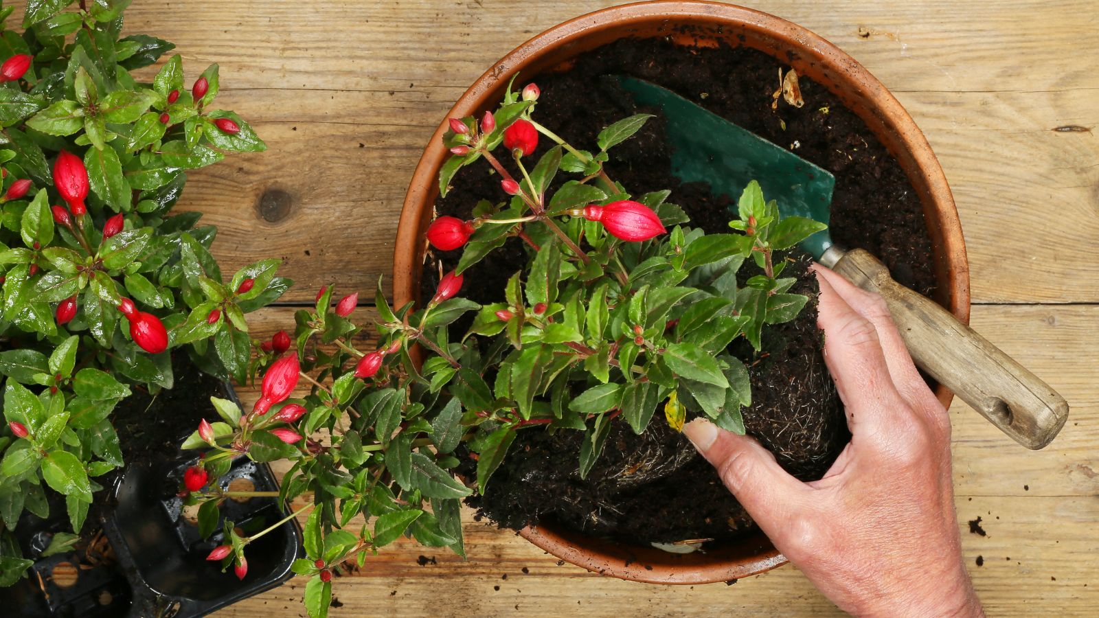 An overhead and close-up shot of a person, in the process of transplanting a flowering plant in a well lit area indoors