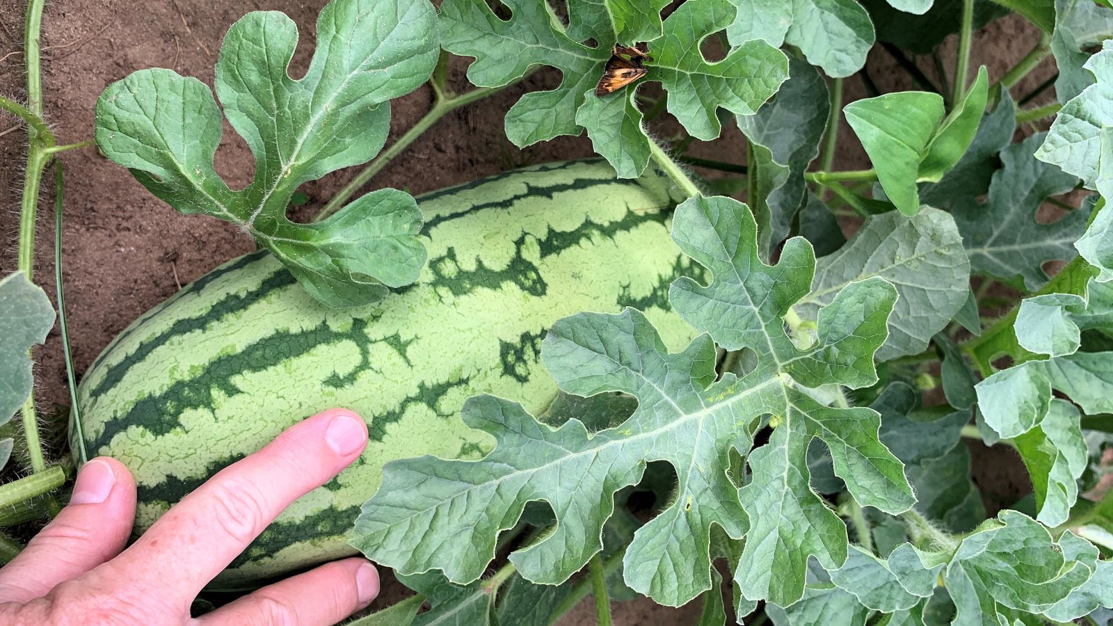 An overhead and close-up shot of a person's hand holding a light-green colored oval fruit, growing alongside its leaves and vines on rich soil outdoors