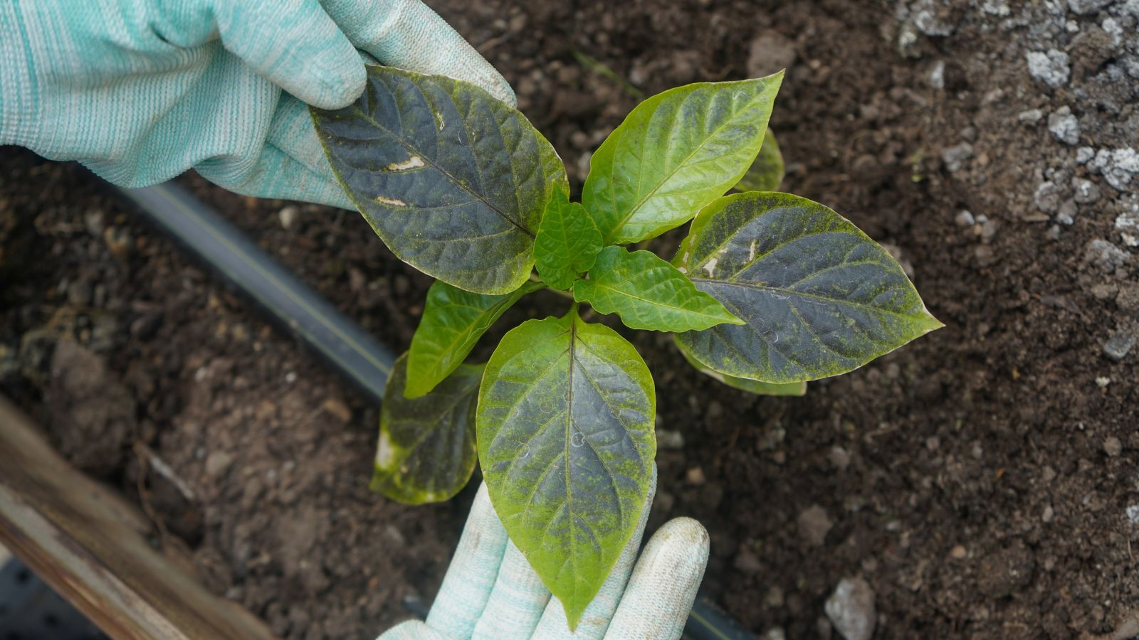 An overhead and close-up shot of a person's hand wearing gloves, in the process of inspecting leaves of a plant, for any symptoms of diseases or insects