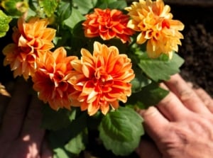 An overhead and close-up shot of a small composition of developing orange flowers and a person's hand adding coffee grounds to dahlias