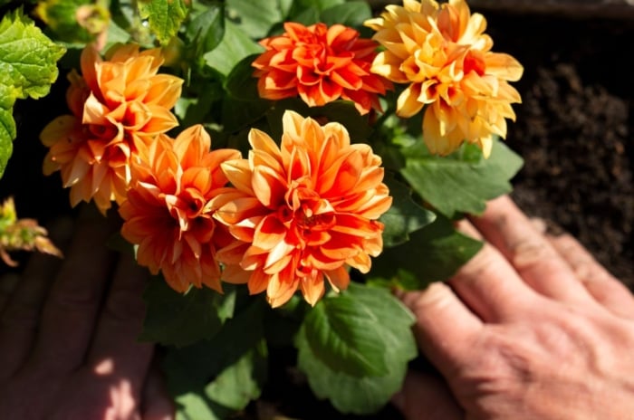 An overhead and close-up shot of a small composition of developing orange flowers and a person's hand adding coffee grounds to dahlias