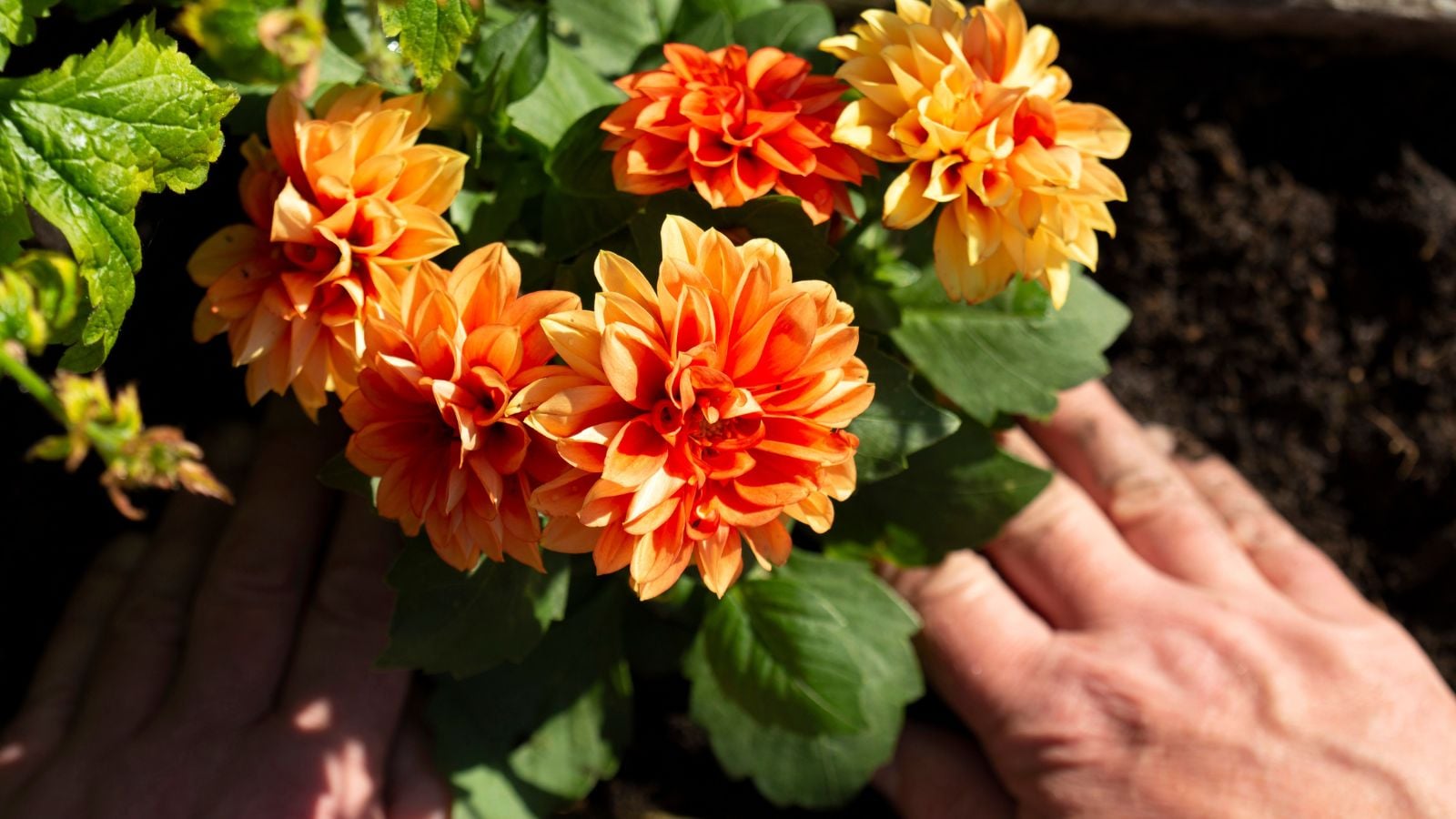 An overhead and close-up shot of a small composition of developing orange flowers and a person's hand adding coffee grounds to dahlias