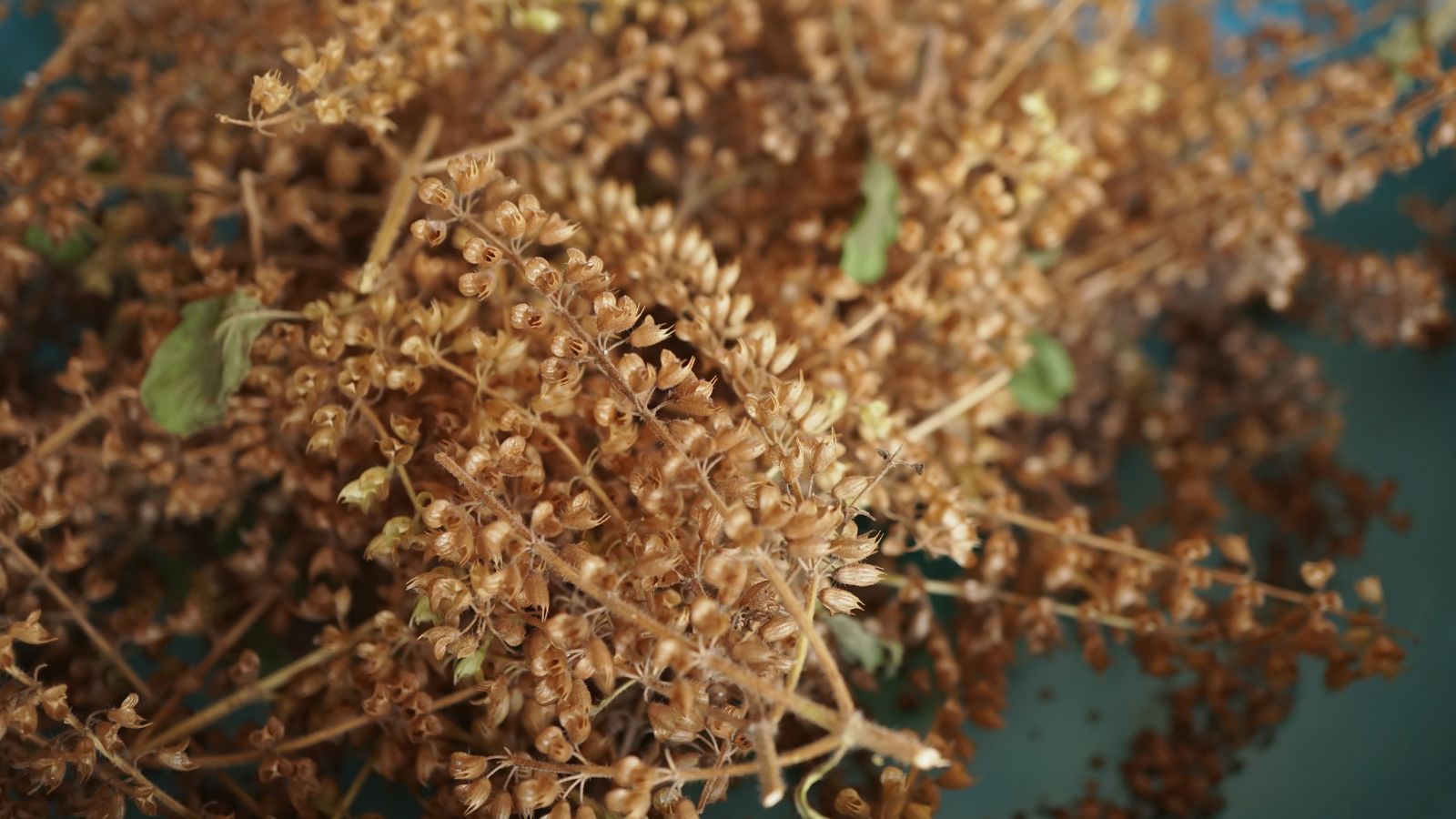 An overhead and close-up shot of several collected dry flowers of an herb in a container, in a well lit area outdoors