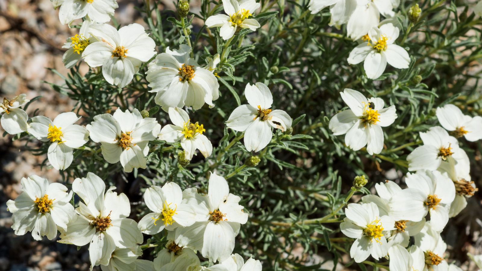 An overhead shot of a small composition of white flowers and green leaves basking in bright sunlight outdoors