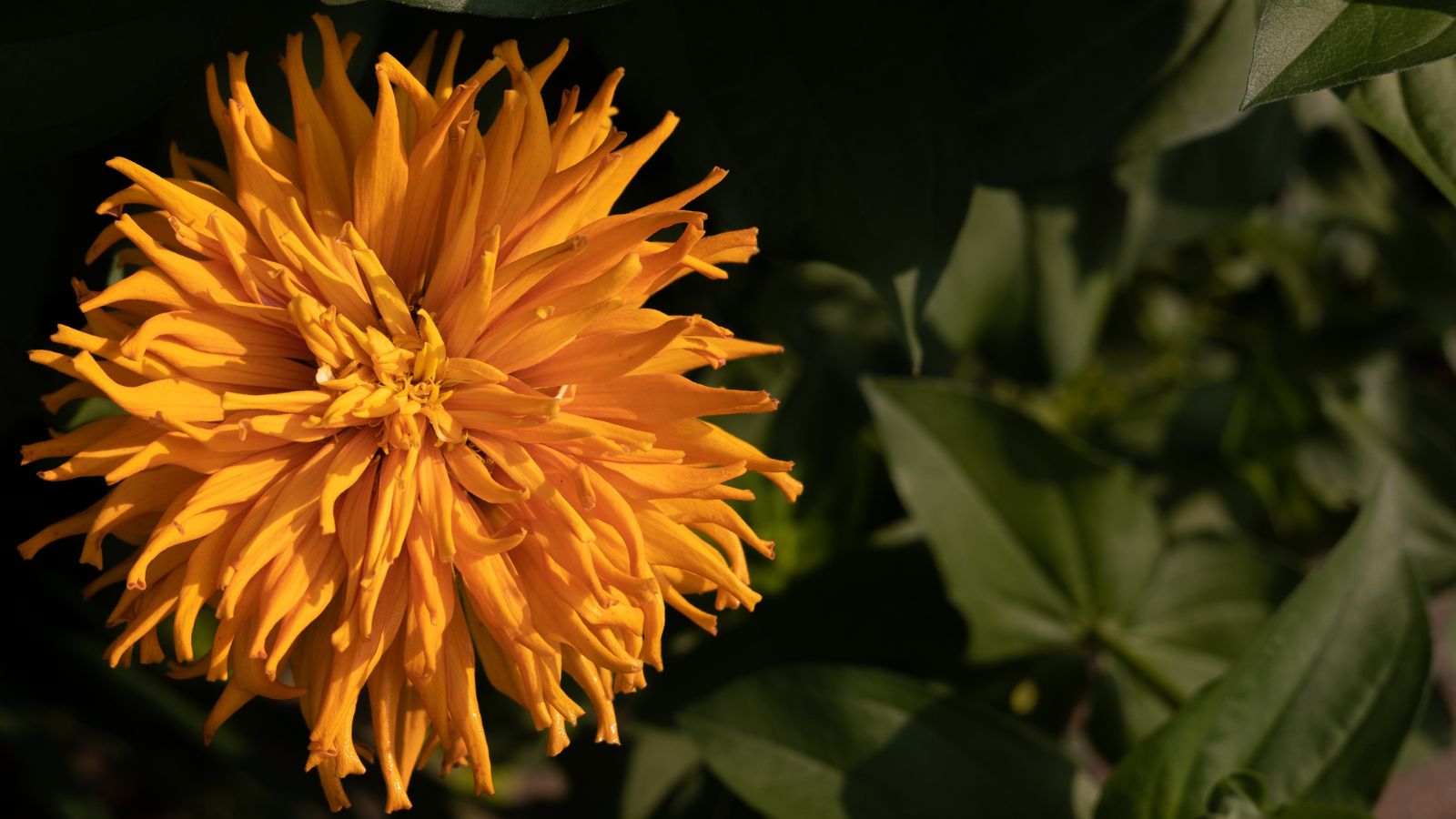 An overhead shot of an orange colored flower with narrow fringe-like petals alongside their green leaves outdoors