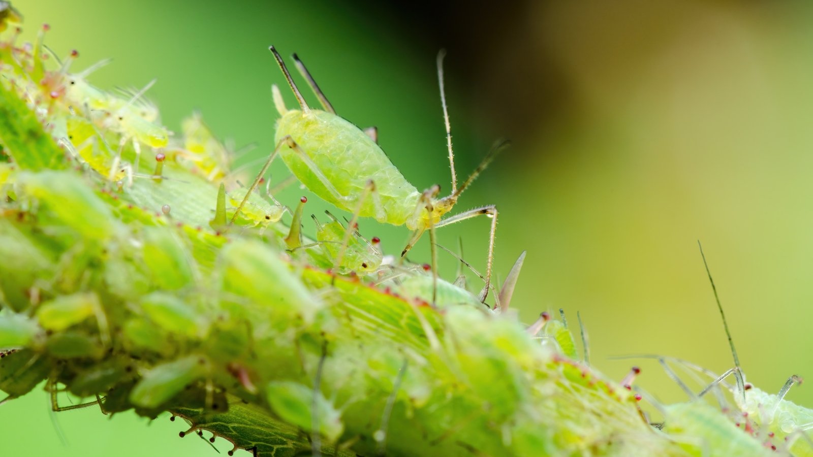 Close-up of a dense aphid colony clustered on a green plant stem, with soft-bodied, pear-shaped insects in shades of green.