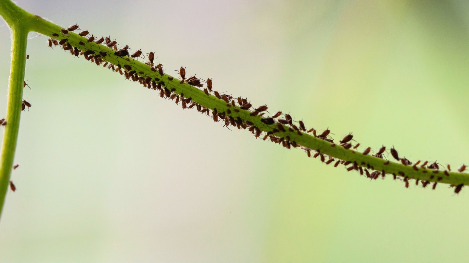 Close-up of a thin stem infested with tiny, black, oval aphid pests.