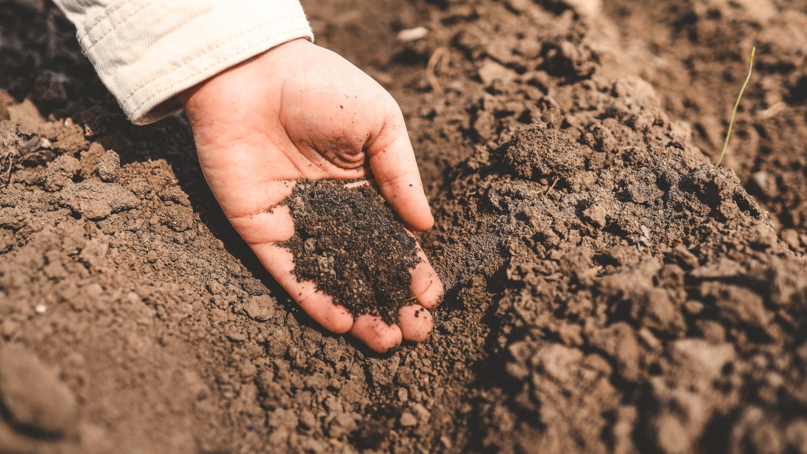 Close-up of a gardener's hand spreading black, loose compost into the soil before planting flowers.