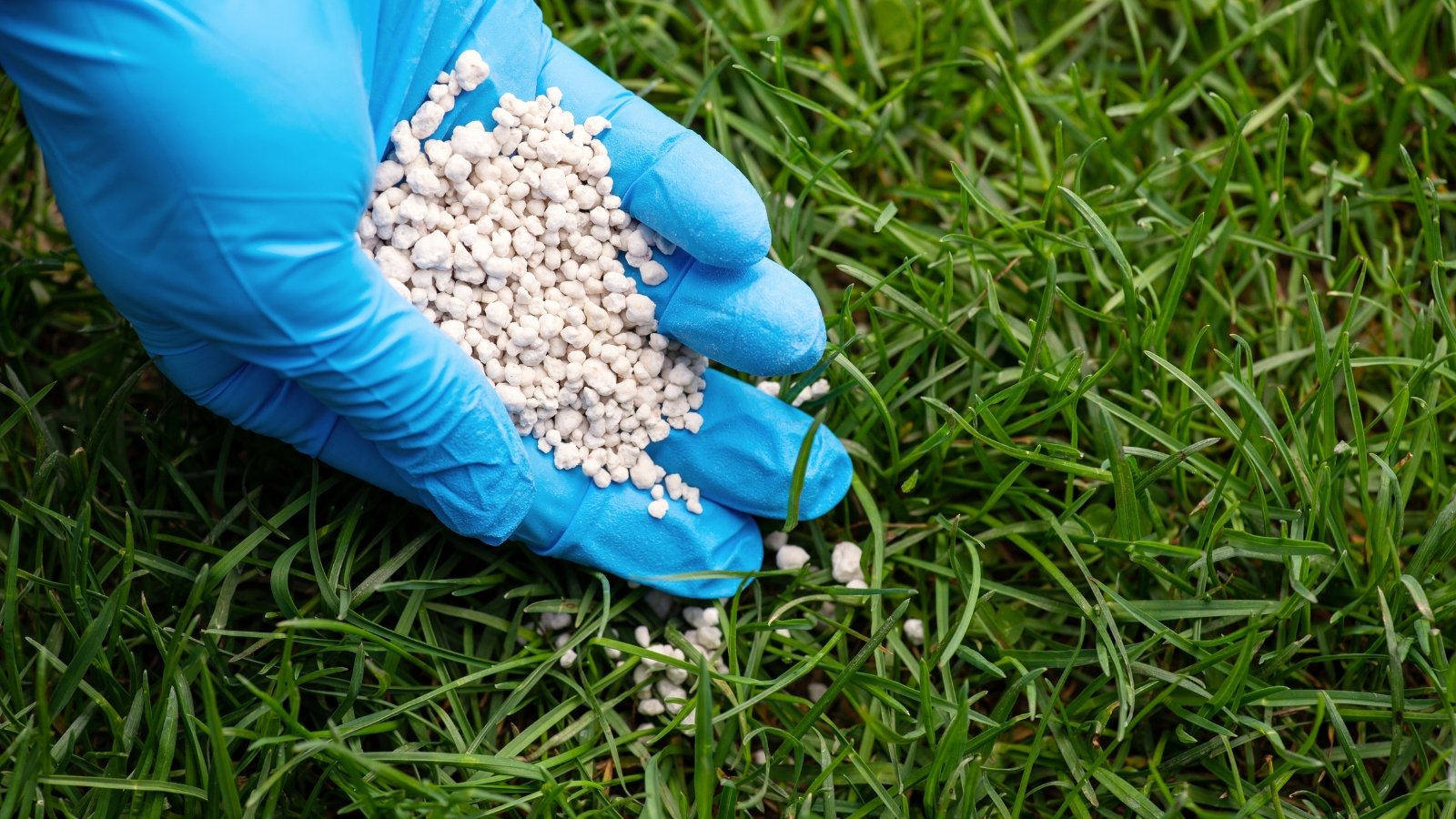 Close-up of a hand in a blue glove pouring white granular fertilizer onto a green lawn.