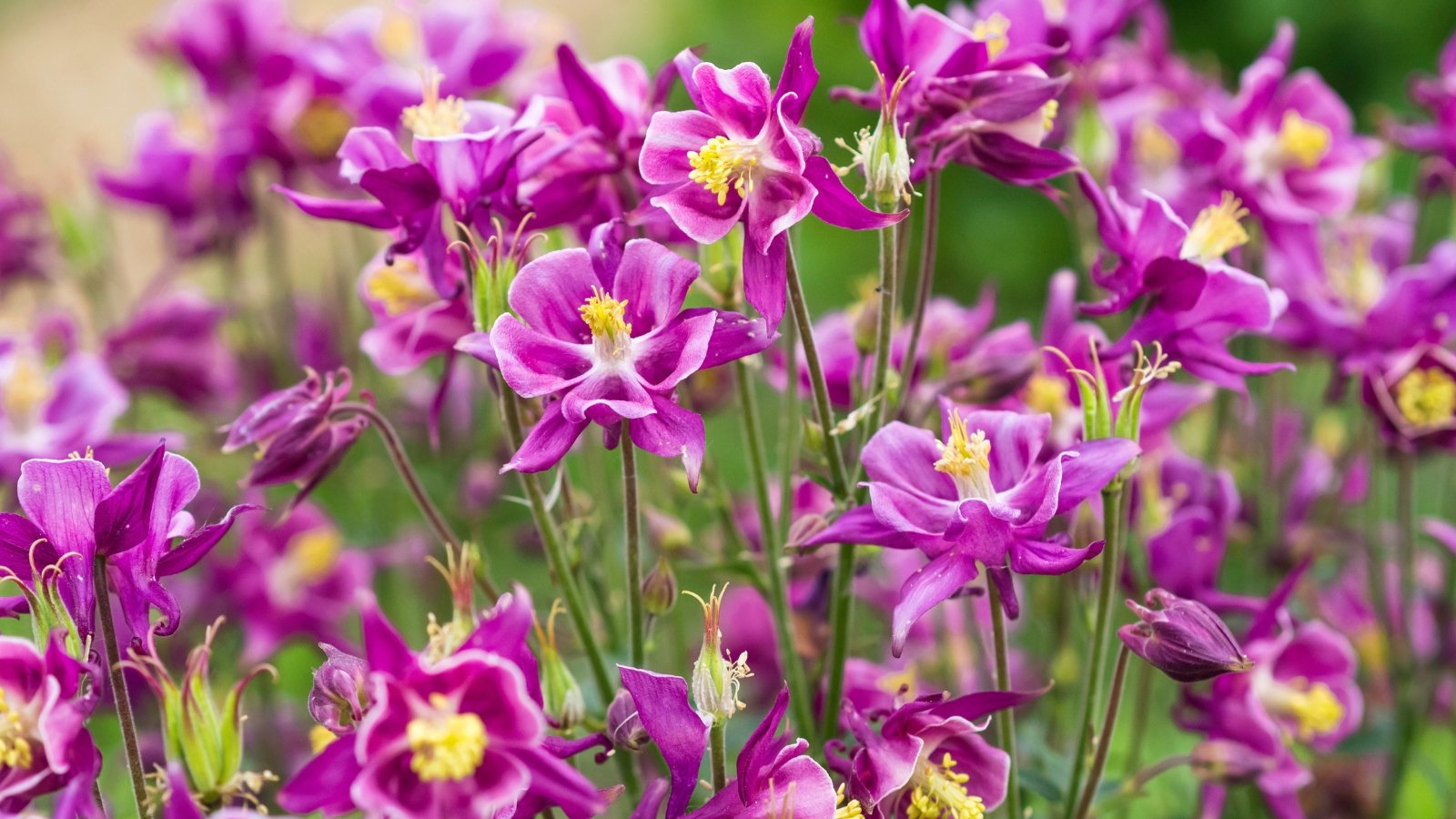 Delicate, nodding flowers with backward-swept petals and long spurs above lacy foliage.