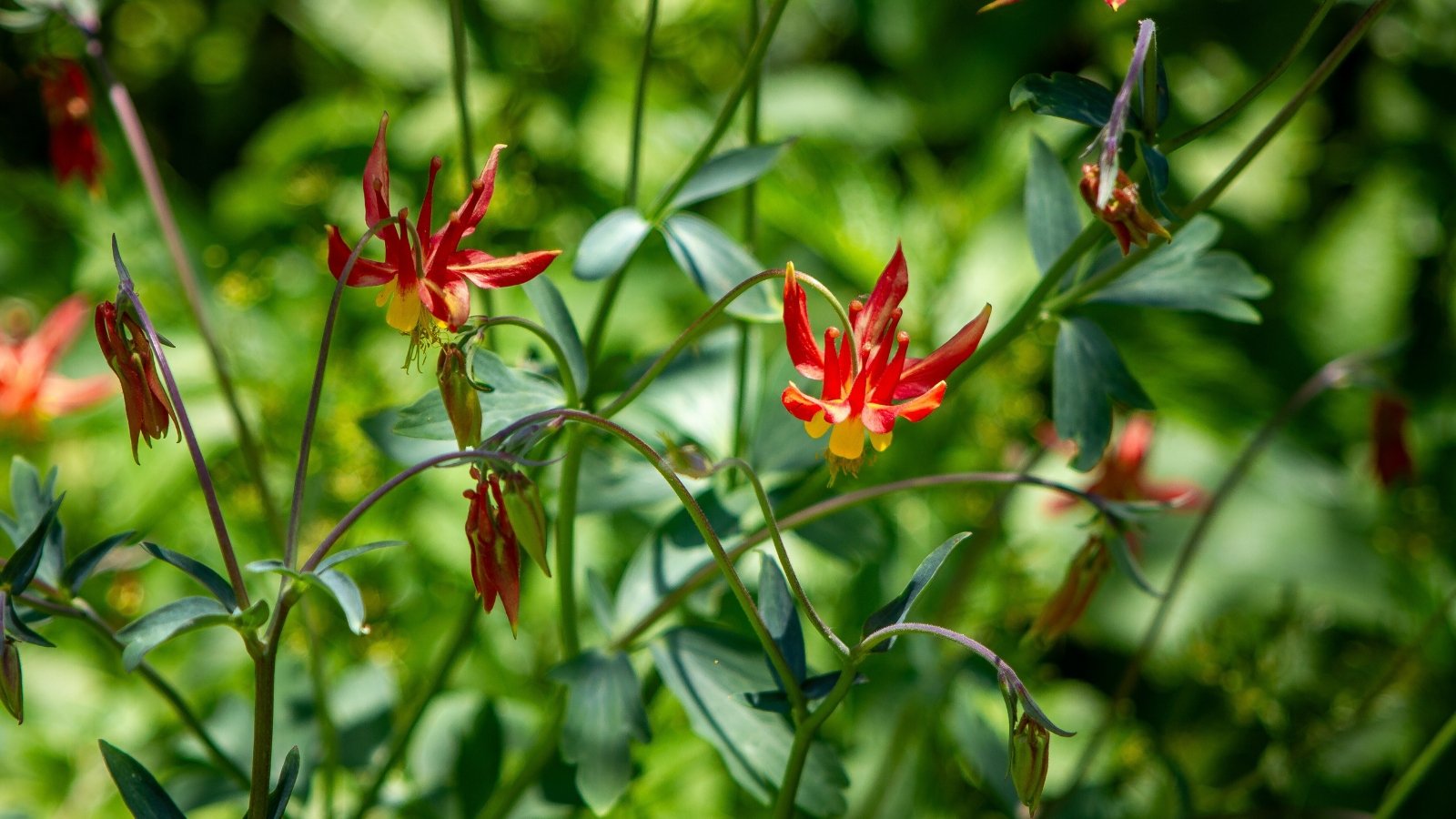 Nodding red and yellow bell-shaped flowers with long spurs rise above lobed green leaves.
