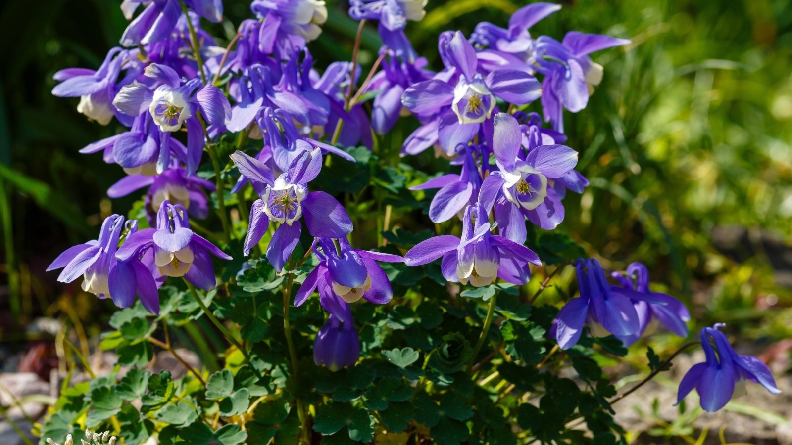 Delicate blue and white spurred flowers with lobed green leaves on slender stems in bloom.
