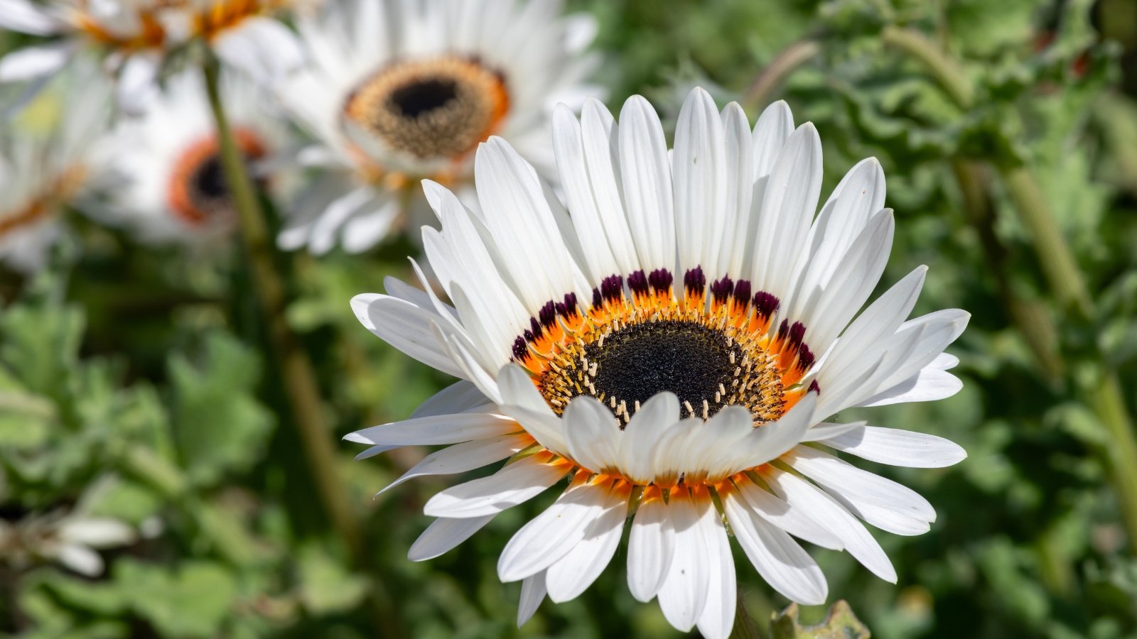 Bright white daisy-like flowers with yellow and black centers bloom above slender green stems and narrow, gray-green leaves.