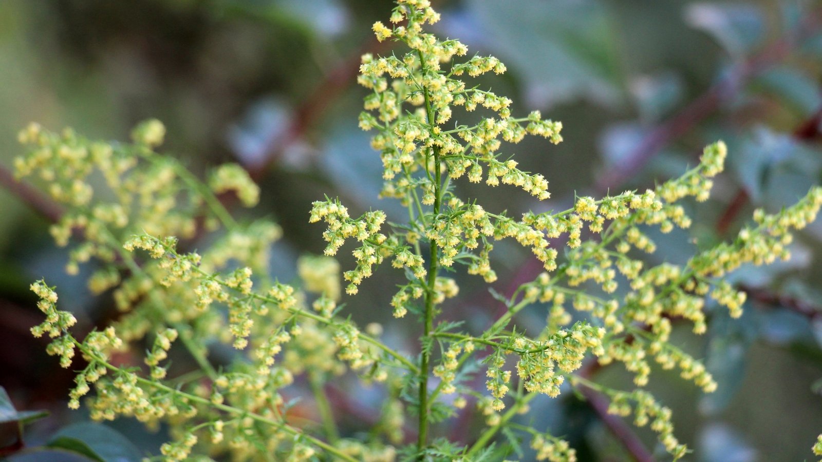Clusters of tiny yellow-green flowers bloom atop tall, slender stems on a blurred background.