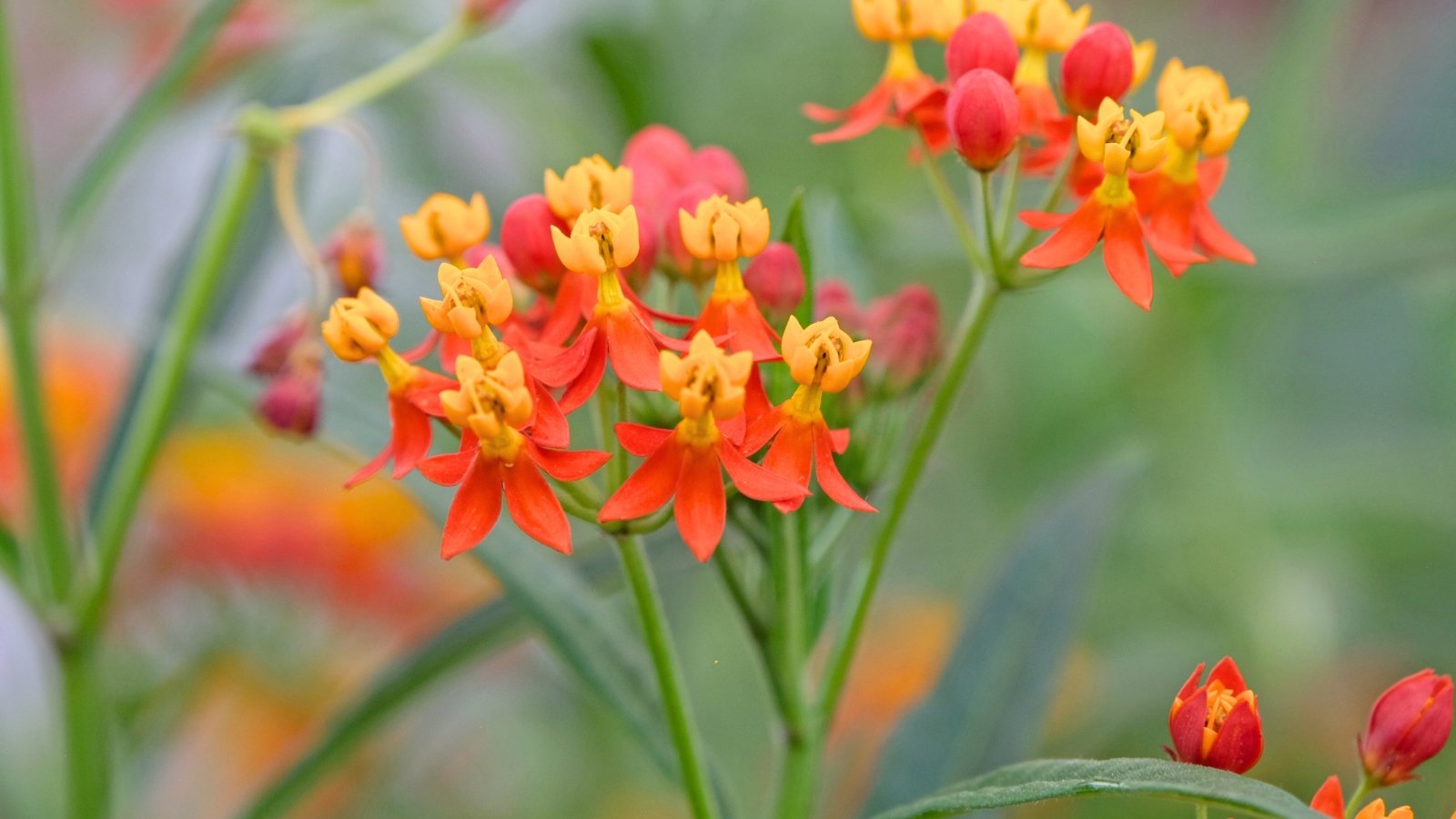 Upright stalks hold clusters of pink to orange flowers, with slender, lance-shaped leaves spiraling along the stem.