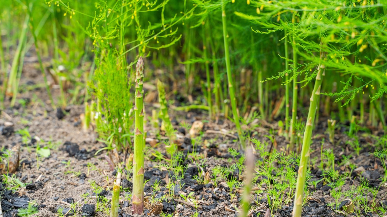 Tall, feathery green spears emerge from thick, pale stalks in a tidy row of early spring shoots.