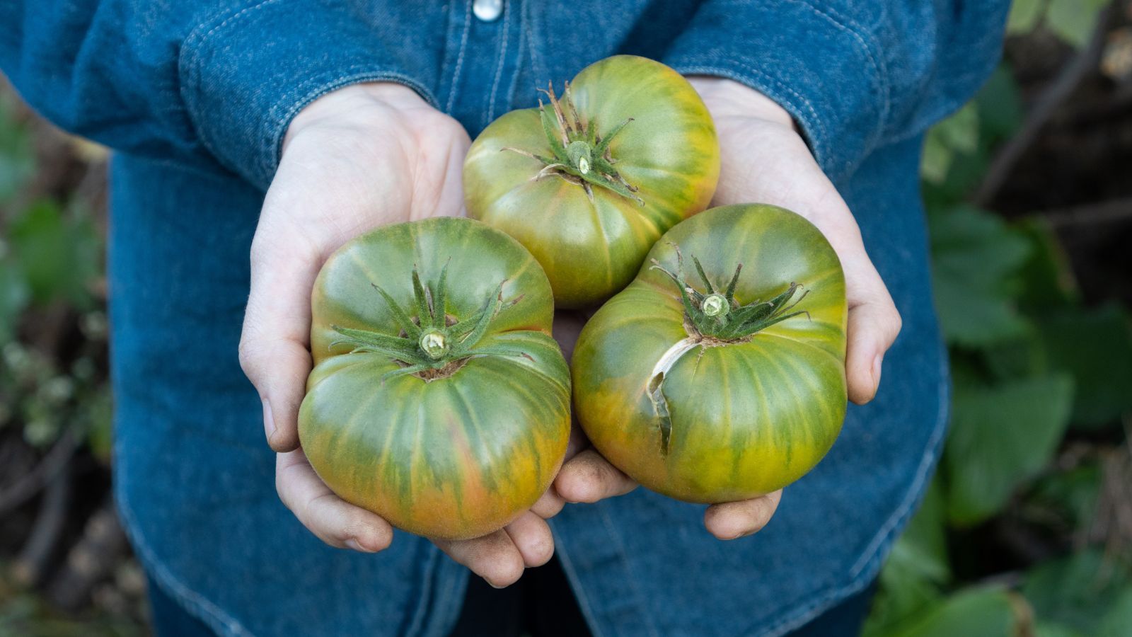 A close-up shot of of a person's hand holding a freshly picked green fruits of the Aunt Ruby’s German Green variety