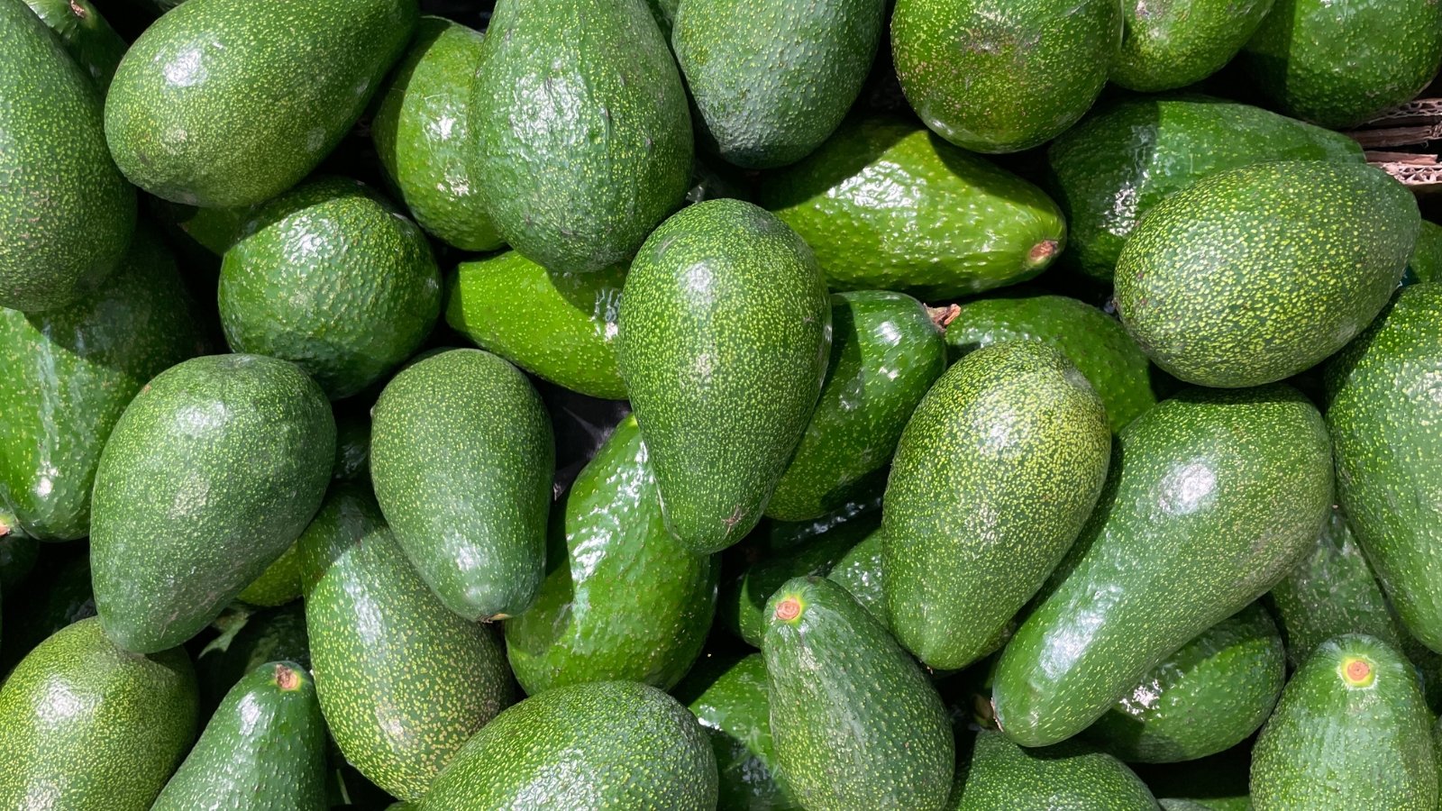 Close-up of fresh green avocado fruits with smooth, slightly glossy skin and a rounded oval shape.