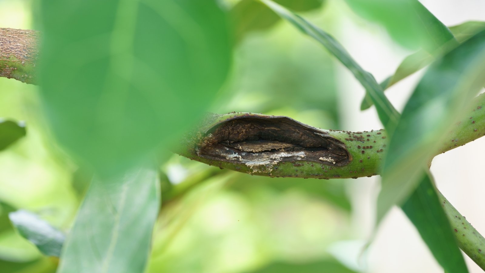 Dark, sunken, and discolored area near the base of the avocado stem showing signs of root rot.