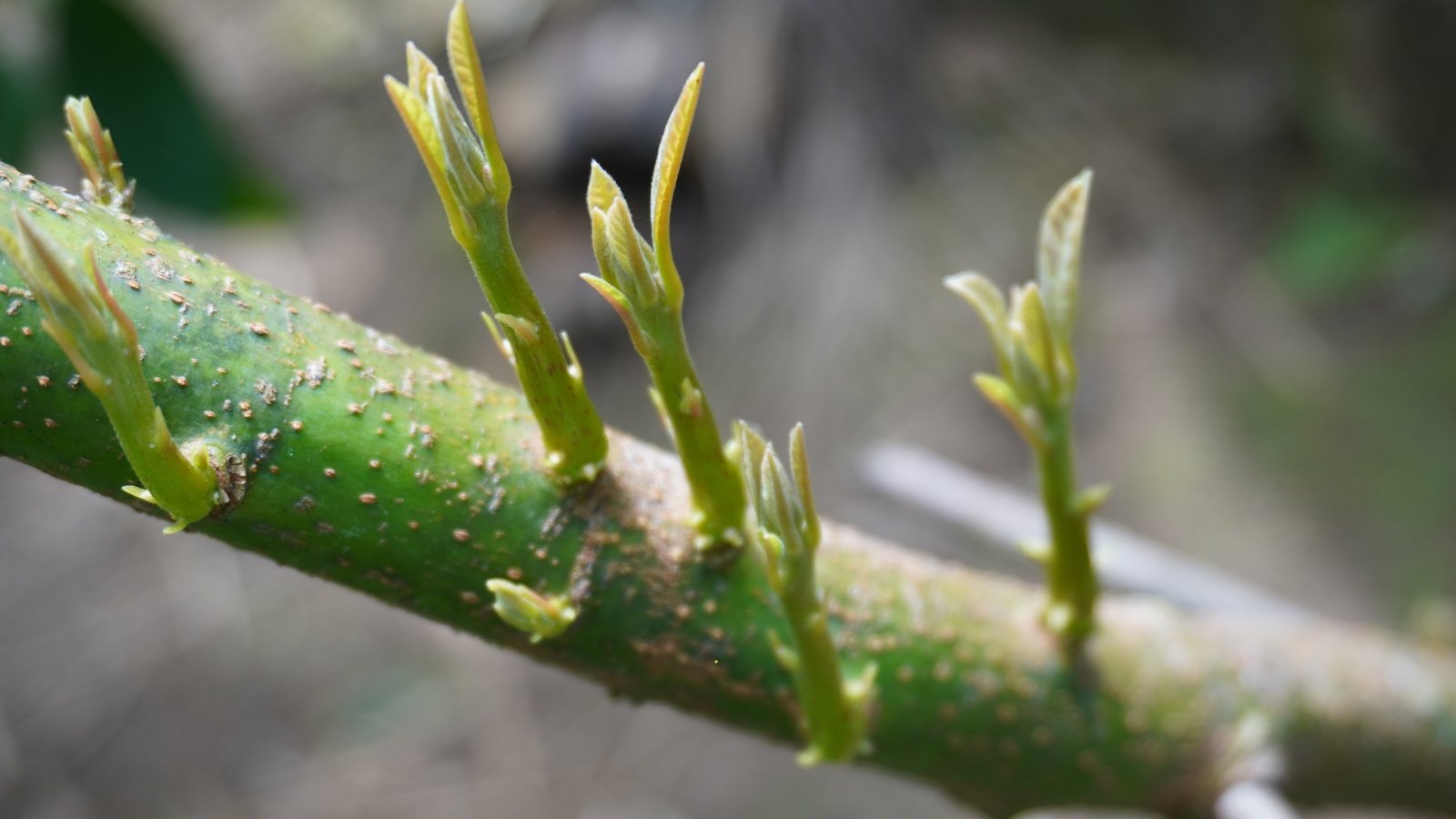 Small vertical avocado shoots emerge along a curved stem, each topped with smooth, narrow green leaves.