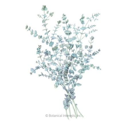 Baby Blue Eucalyptus Seeds