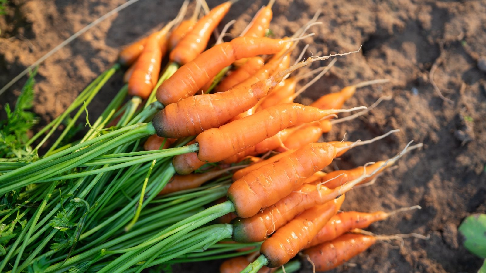 Freshly harvested baby carrots with vivid orange roots and feathery green tops lie on dark, loose soil.