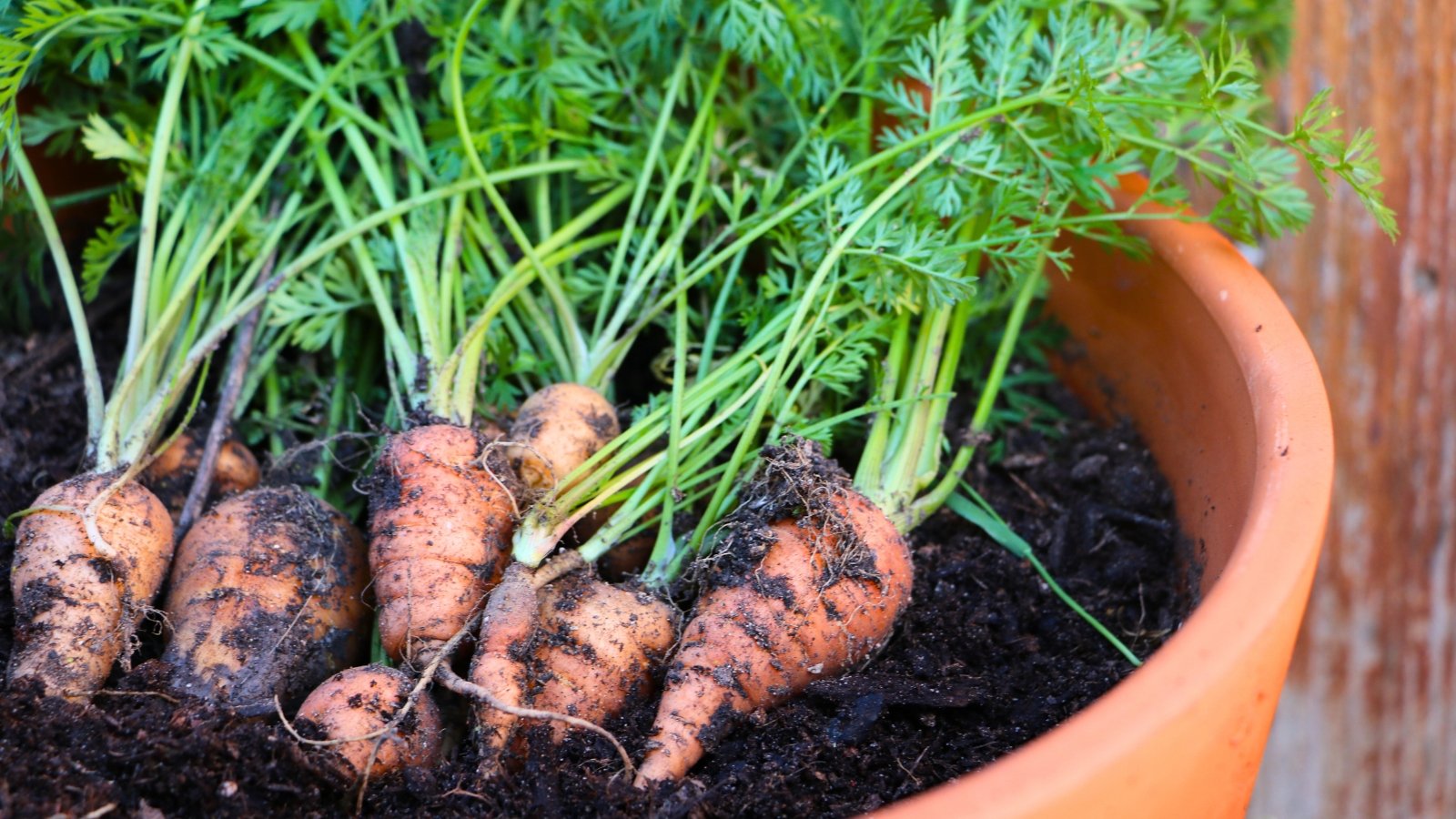 Close-up of small orange carrots with green tops lying on loose black soil in a large clay pot.