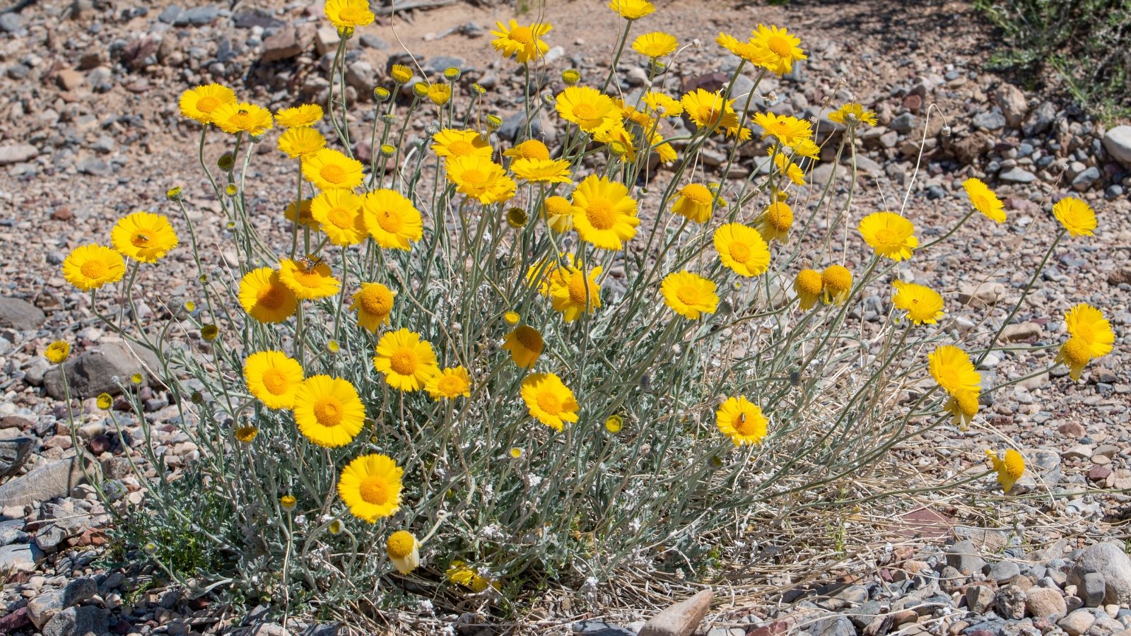 Bright yellow daisy-like blooms with multiple narrow petals grow on long, slender gray-green stems.