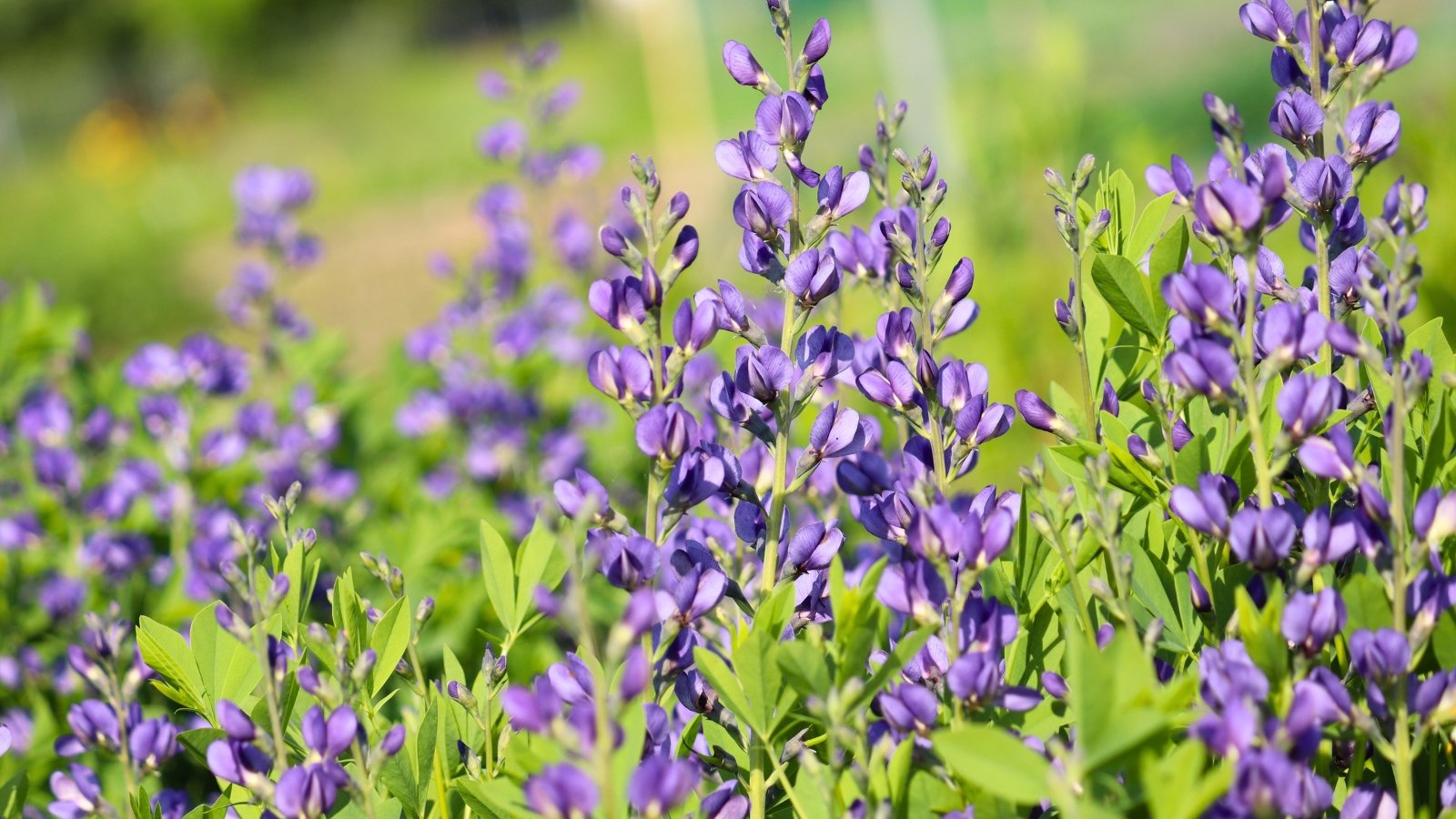 Upright stems bear spikes of blue-purple pea-shaped flowers above bushy, rounded clumps of blue-green foliage.