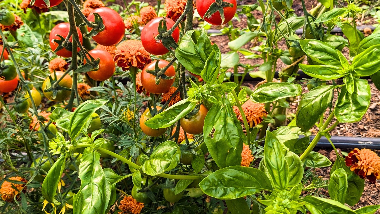 Basil growing alongside cherry tomatoes and marigolds, with leafy green herbs, clusters of small red fruits, and bright orange blooms in a shared garden bed.